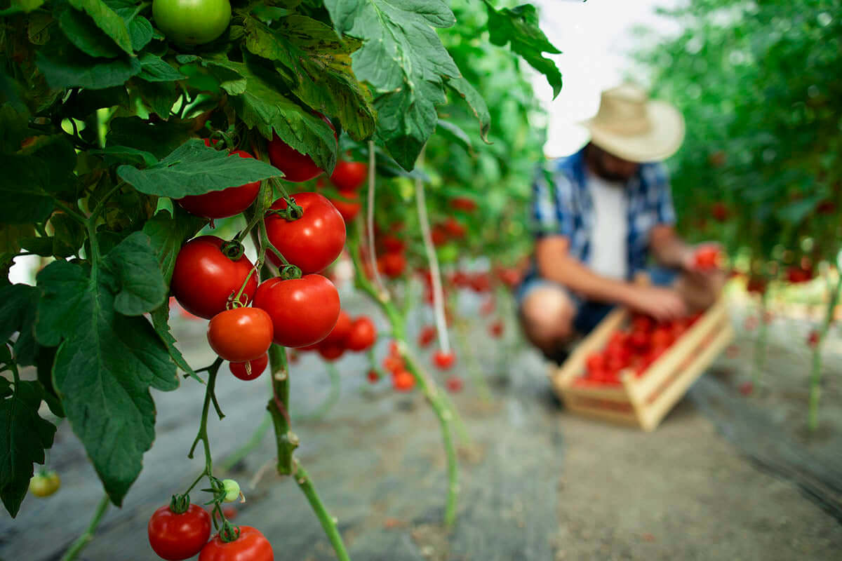 Four Keys to Organic Gardening Success