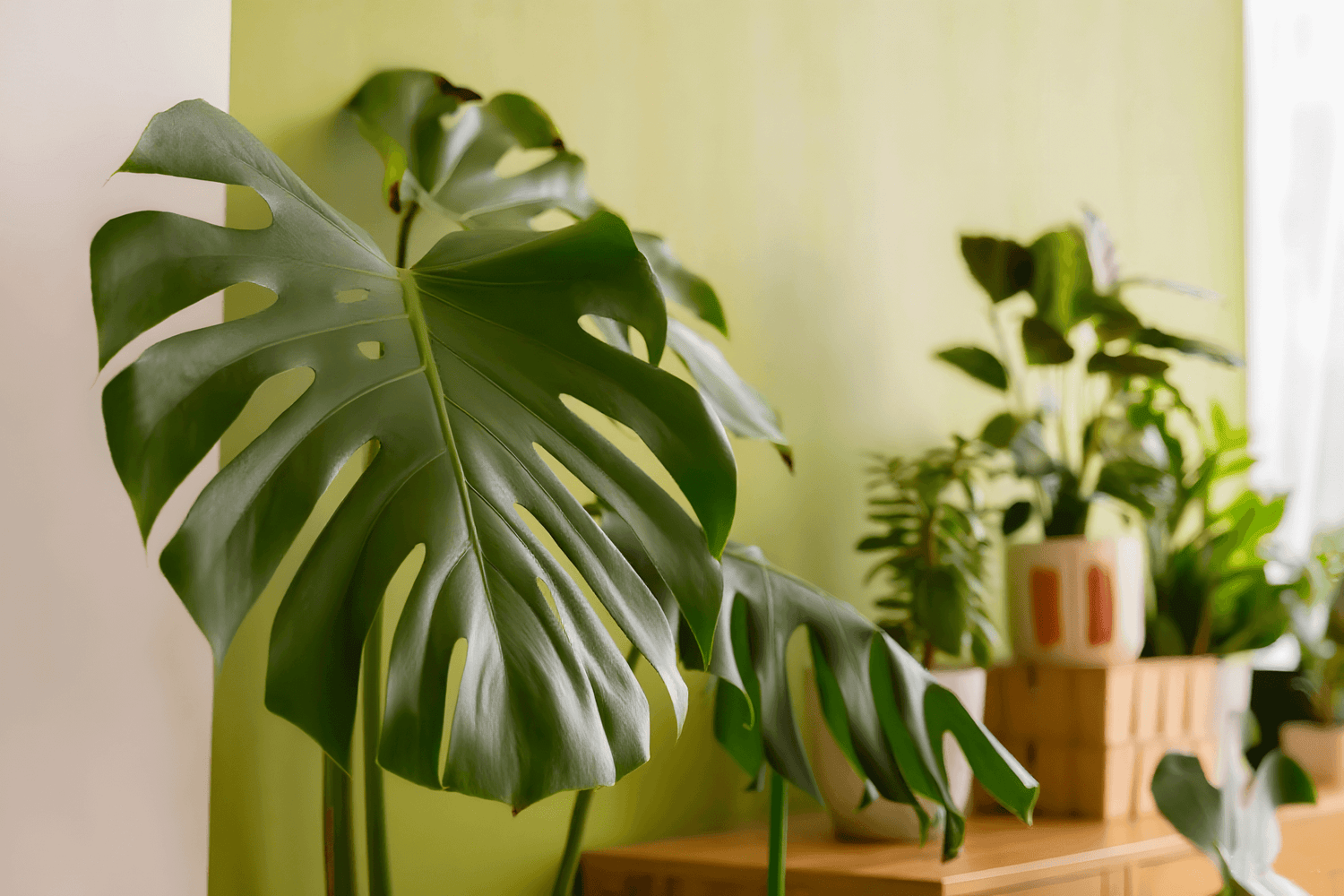 Why Your Monstera is Slow: Fix These 5 Mistakes for 3X Growth
