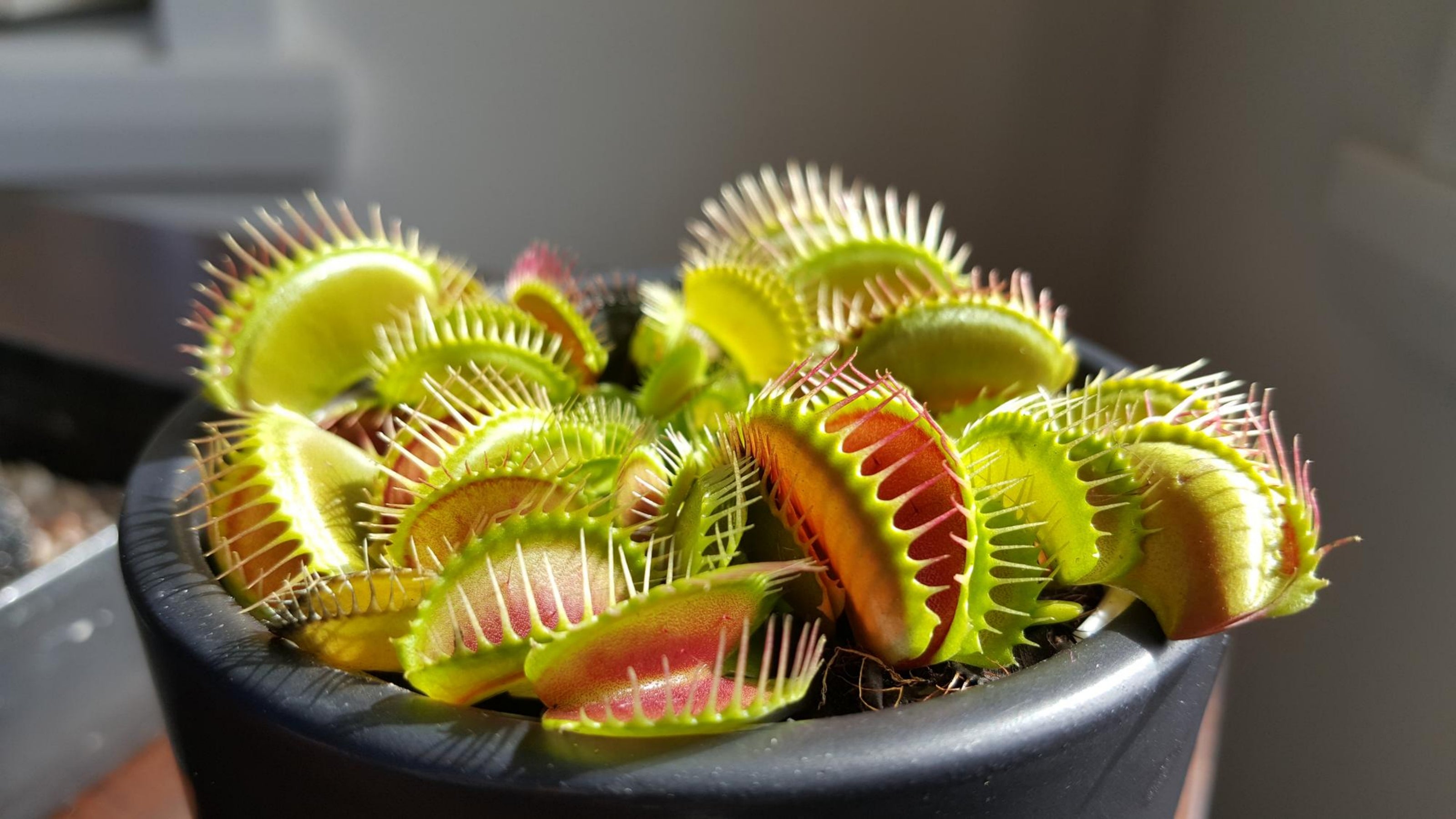 Growing Carnivorous Plants: My Journey from Curiosity to Community
