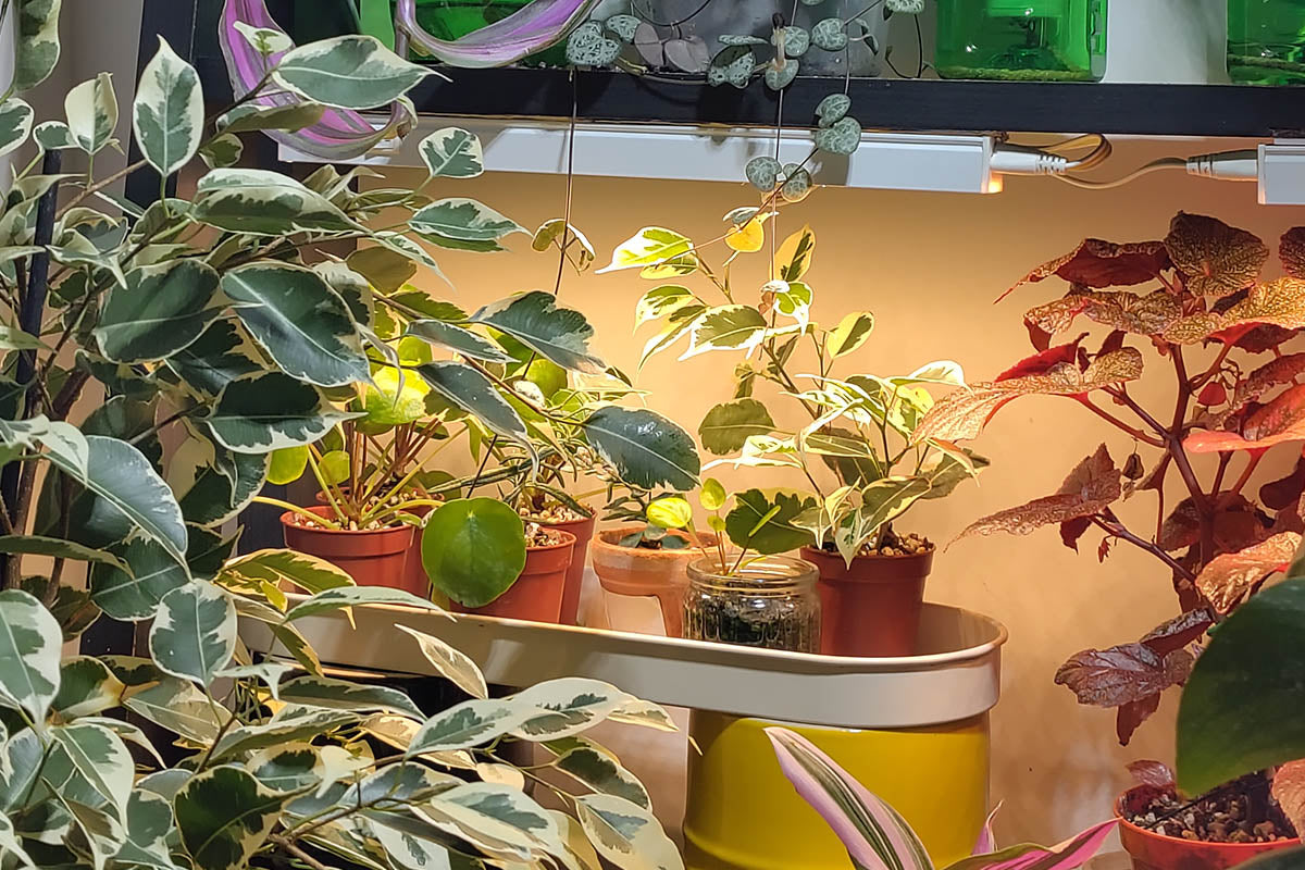 North-Facing Window, Sun-Loving Plants