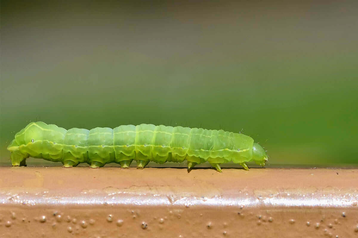 Garden Pest Directory