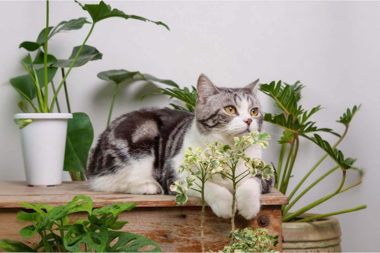 Cat-Safe Houseplants: 8 Non-Toxic Picks for Pet-Friendly Homes