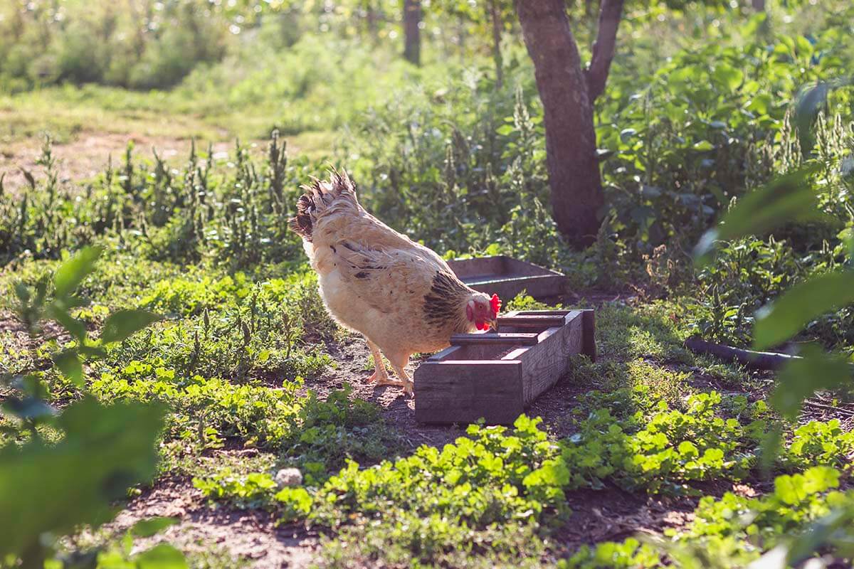 Garden Pest Control with Chickens