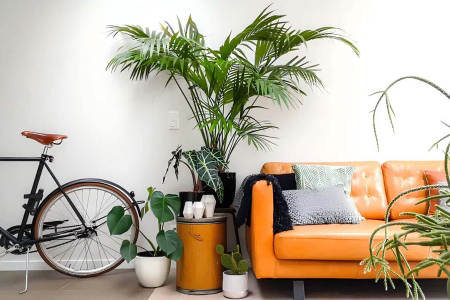 Fengshui and Home Plants: Enhance Your Health & Wealth