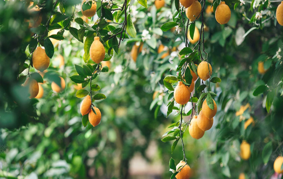 Best grow light discount for lemon tree