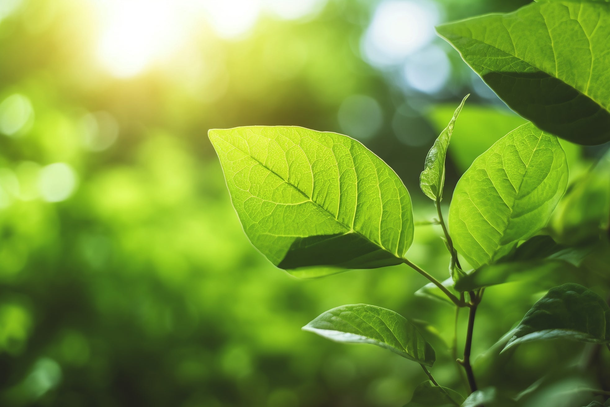 Jumping the Gun on Spring: Why Early Spring Is the Perfect Time to Give Your Indoor Plants a Light Boost