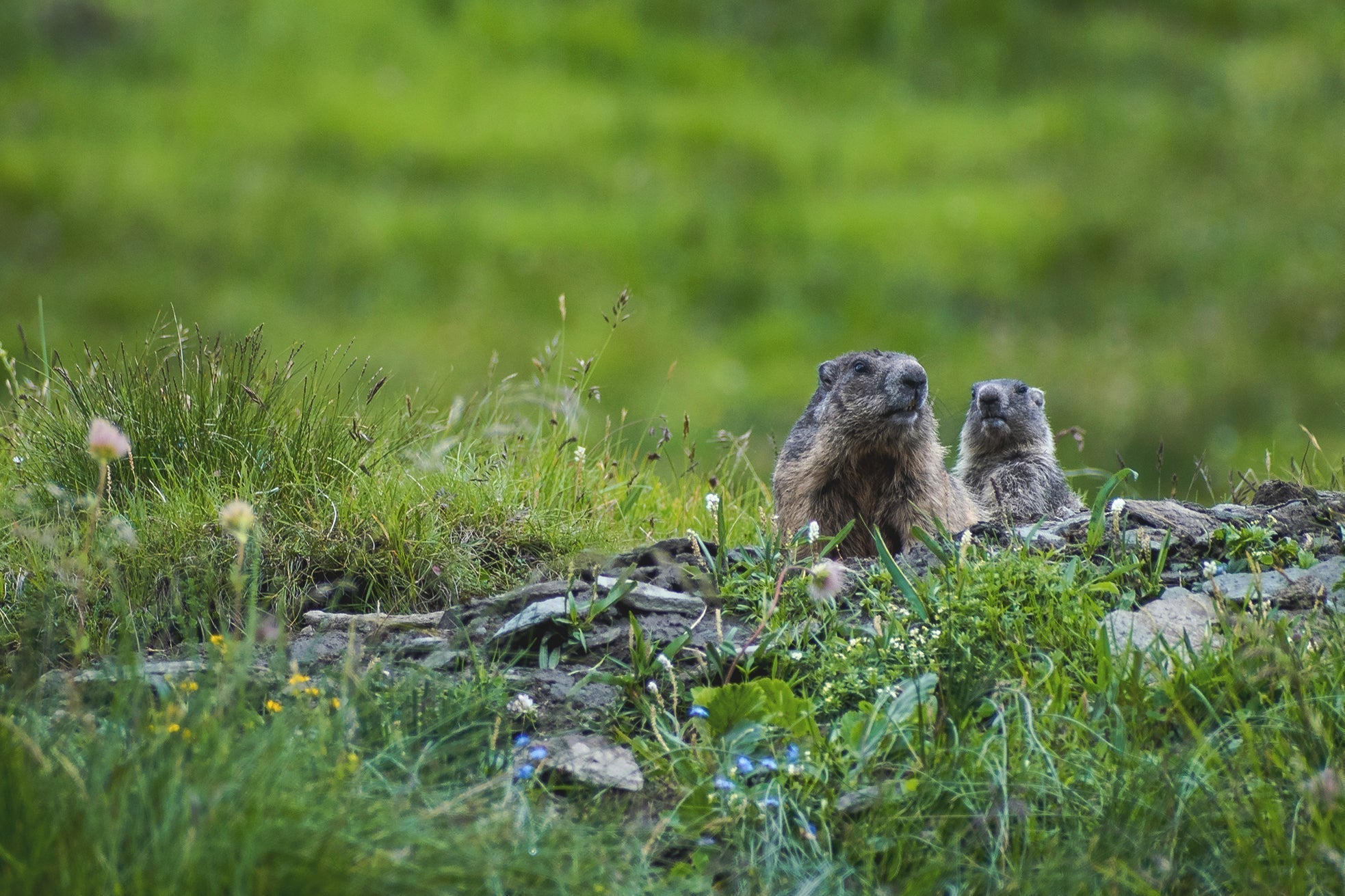 Don't Wait for the Groundhog! Grow Spring Indoors with LED Grow Lights