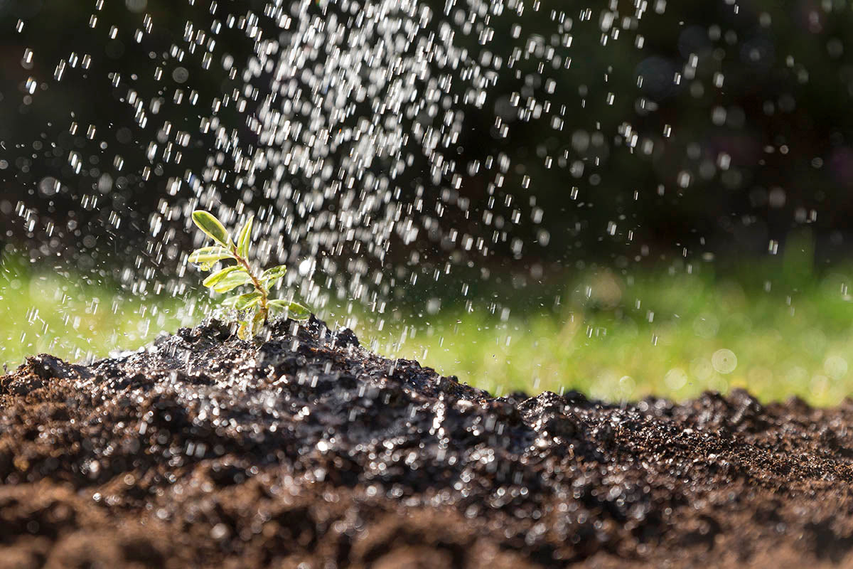 Don't Forget to Feed Your Plants