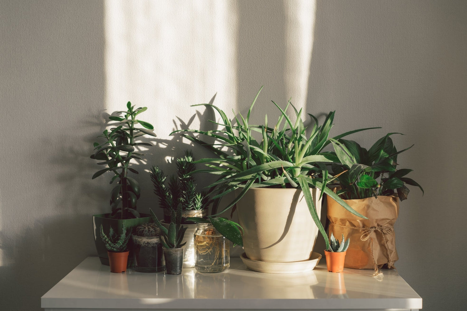 12 Beginner-Friendly Plants That Thrive in Low Light