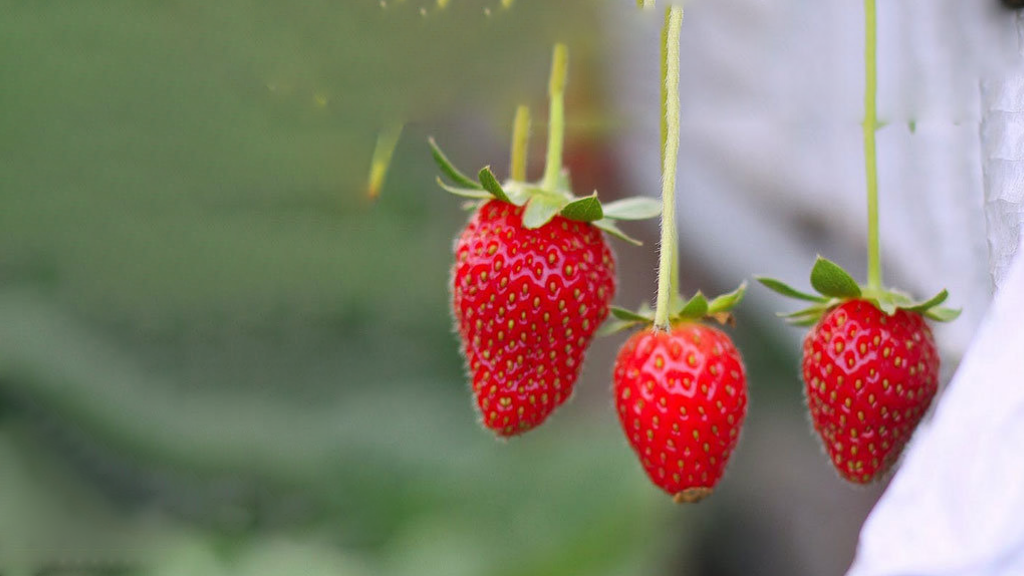 Growing strawberries discount indoors under lights