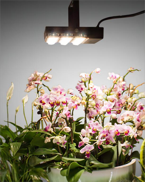 A photo shared by an influencer @gardeningknowhow on INS，she uses our 70W LED plant grow light to provide light for her Phalaenopsis plants.
