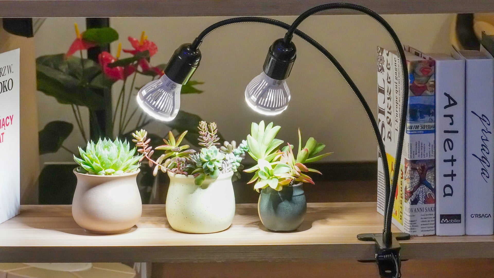 20W Adjustable 2-Head Clip-on LED Grow Light is clipped on the bookshelf, the light of the bulbs is on a pot of succulence, succulence grows healthily under the light of the lamps.