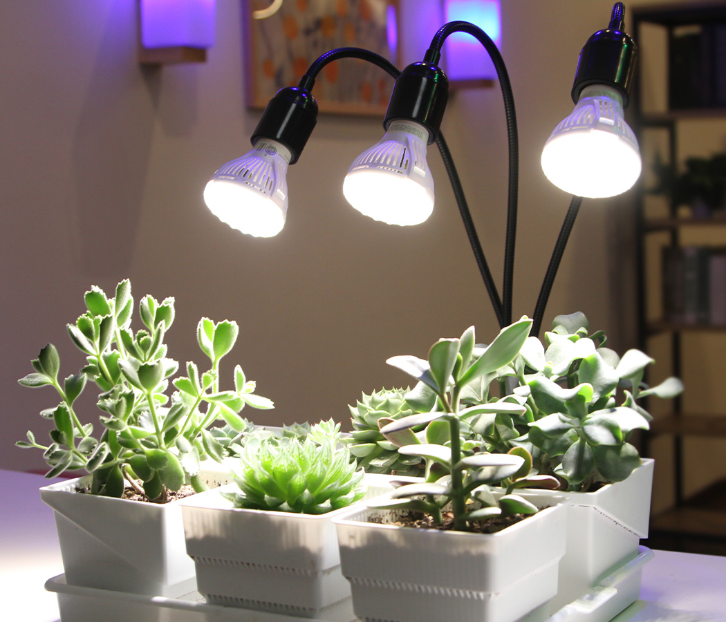 30W Adjustable 3-Head Clip-on LED Grow Light is clipped on the table, the light of the bulbs is on a pot of succulence, succulence grows healthily under the light of the lamps.