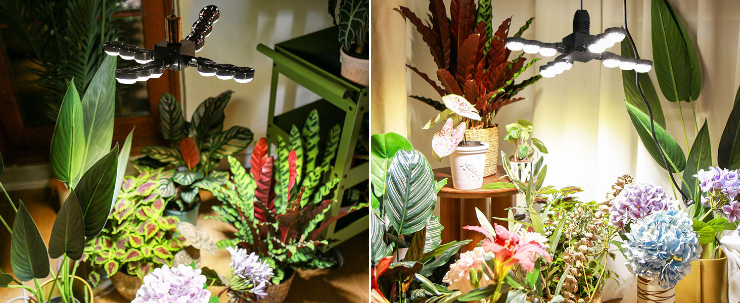 Two images of indoor plants and flowers with a focus on greenery and decorative elements.