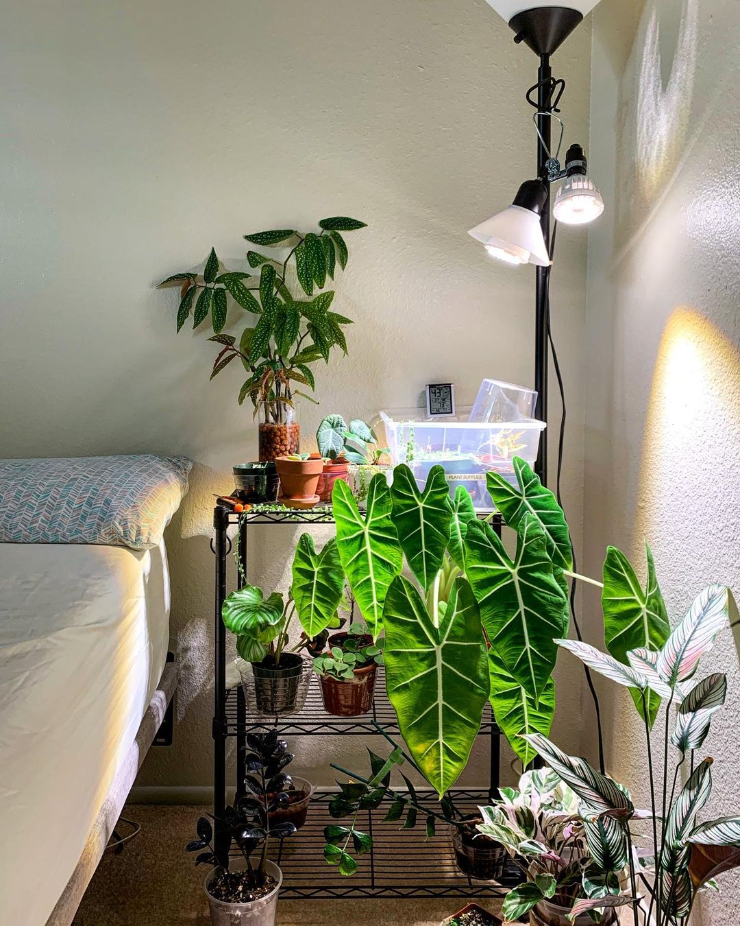 A photo shared by an influencer @soiledplanties on INS,there is a small multi-layer plant stand at the head of the bed, where a lot of plants are placed. Two PAR20 10W plant bulbs are installed on the lamp stand, and two angles shine on the plants placed below, and the light is soft, which is also a beautiful landscape in the bedroom.