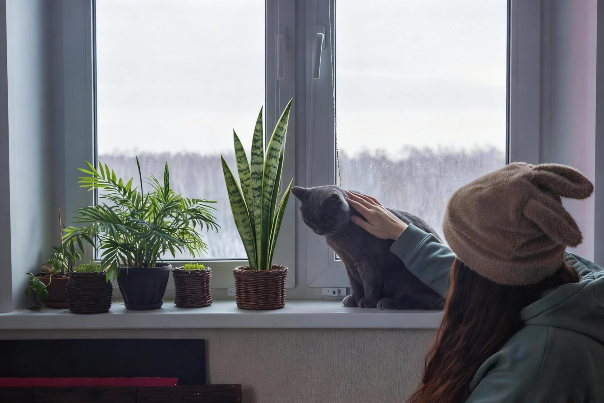 Get Your Plants Cozy: A Pre-Winter Guide to Light & Care