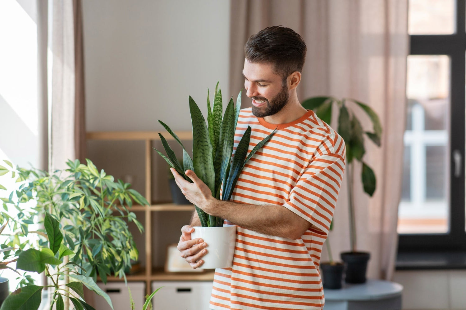 Snake Plant Secrets: Why Yours Isn't Thriving (And How to Fix It For Good)