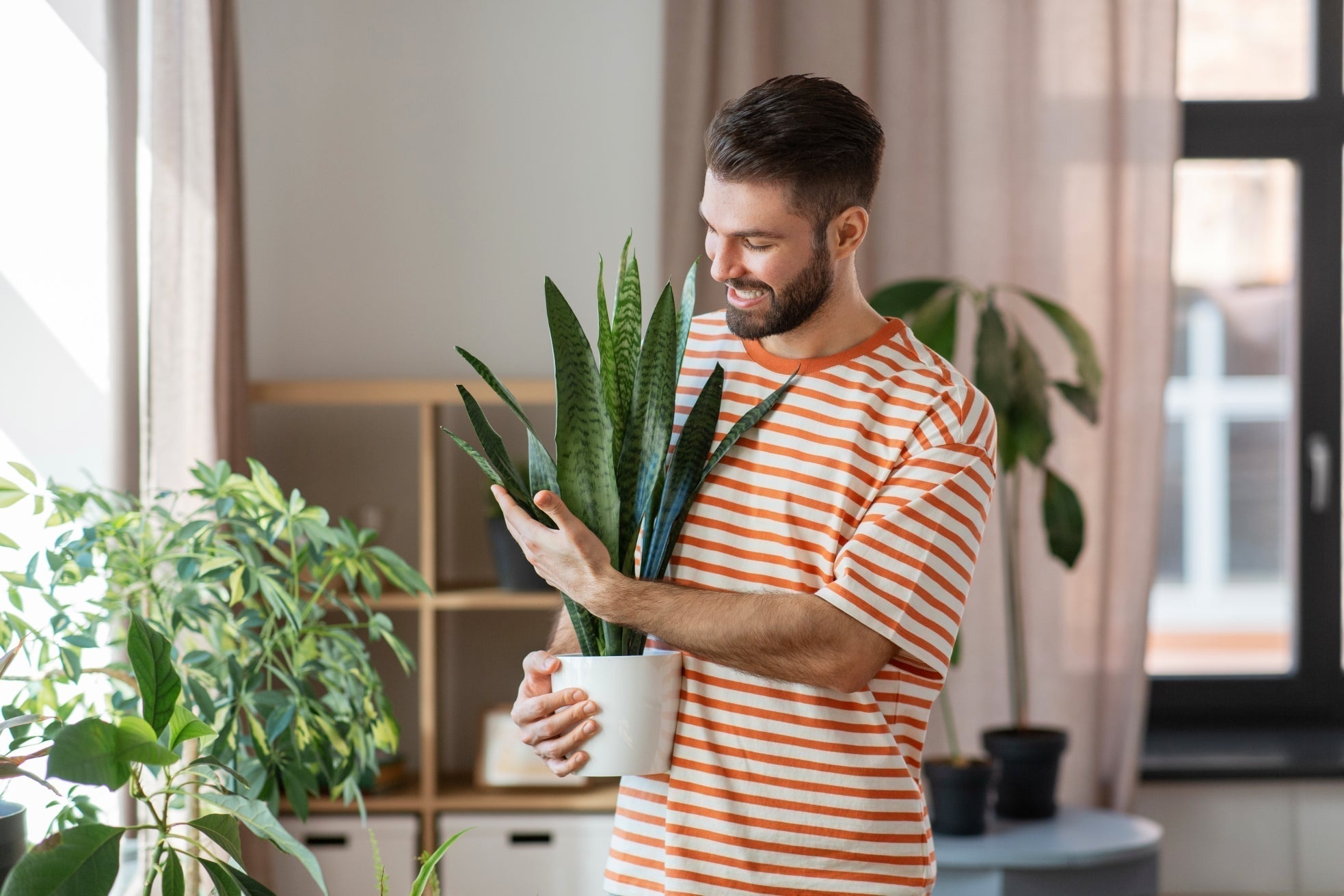 Snake Plant Secrets: Why Yours Isn't Thriving (And How to Fix It For Good)