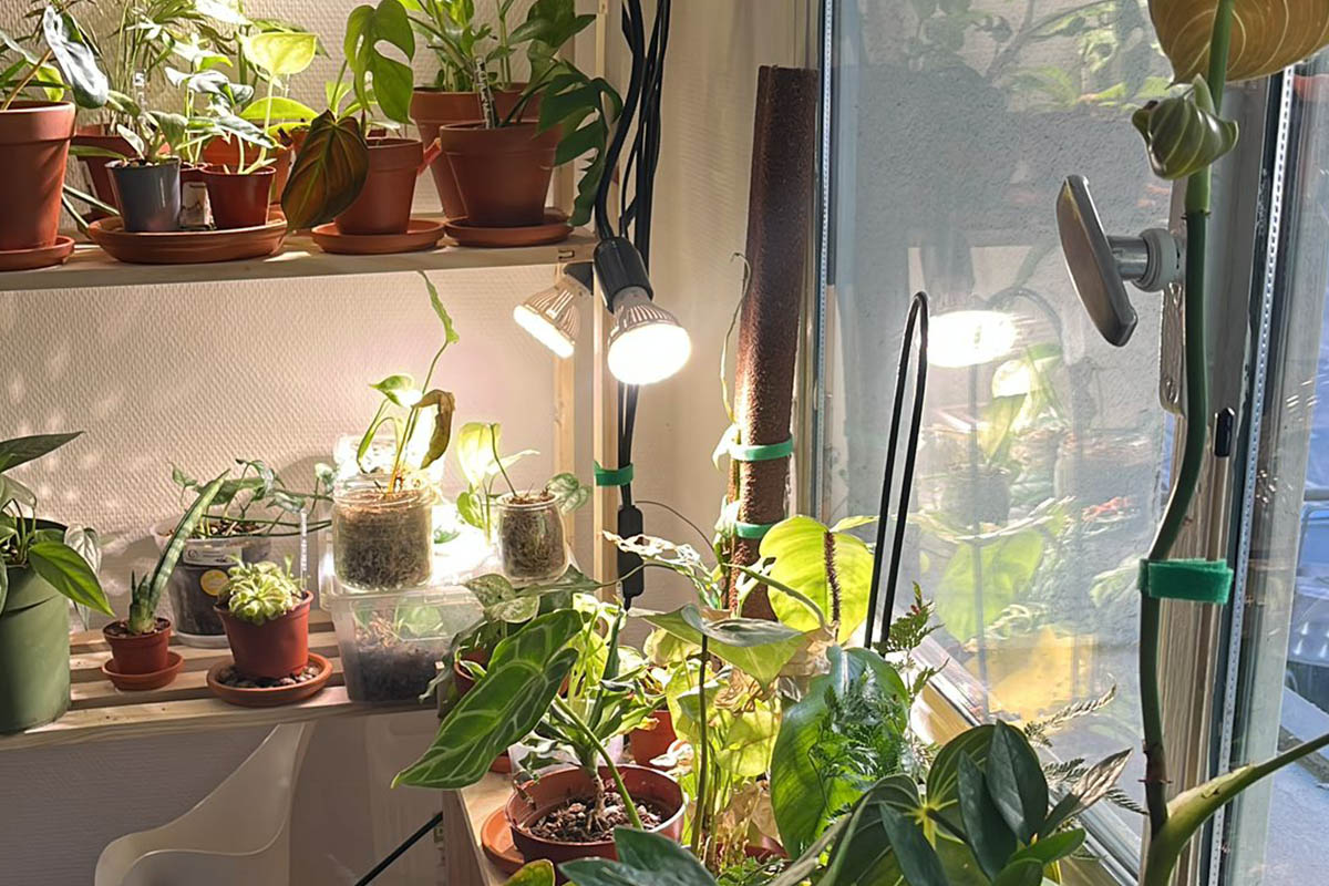 The Journey of an Aspiring Collector