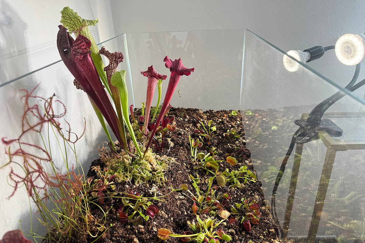 Growing Carnivorous Plants: My Journey from Curiosity to Community