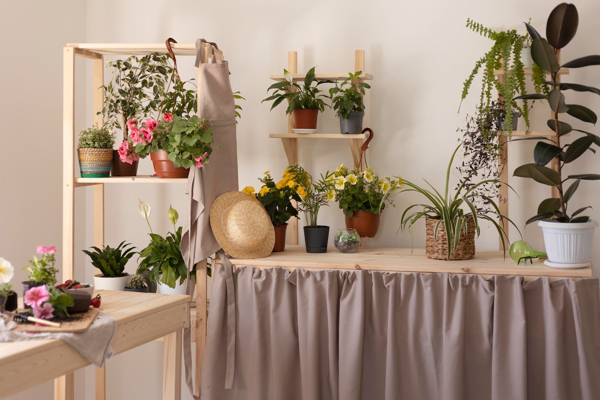 2026 Spring Indoor Plant Refresh Guide: 4 Steps to Wake Up Your Indoor Jungle