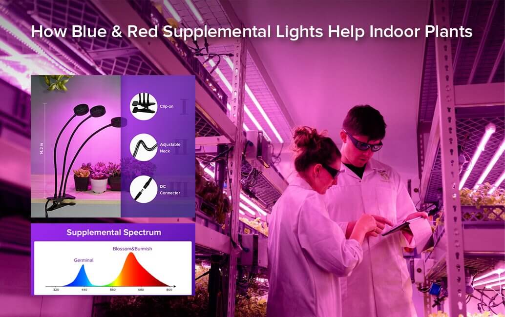 grow lights and plants
