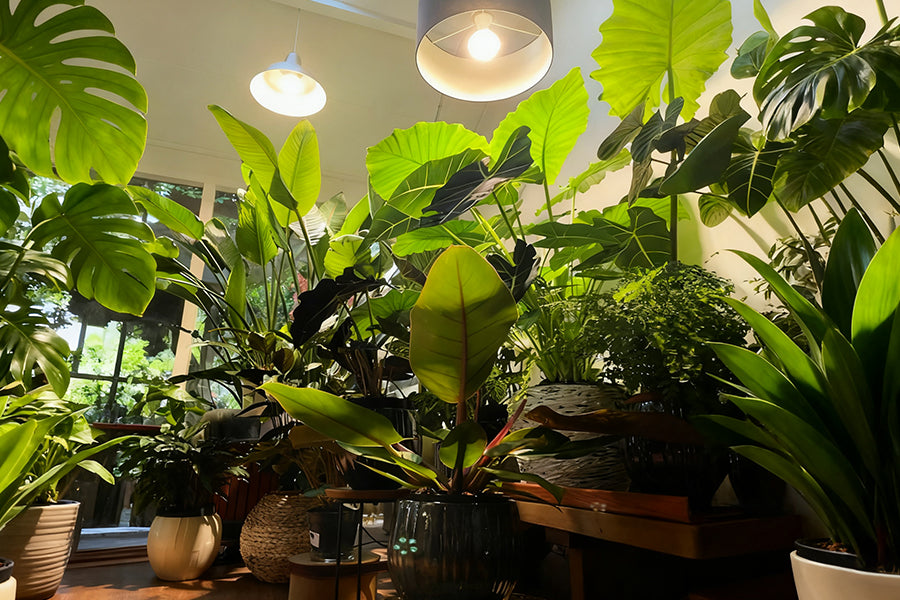 The Ultimate Guide to Indoor Grow Lights: Real Home Setup & An Honest Comparison