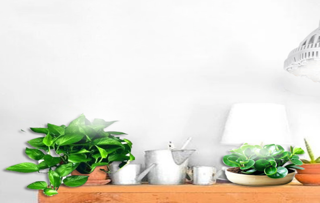 grow light