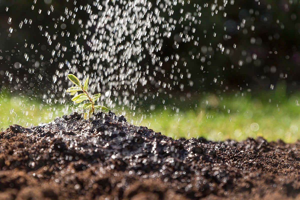 Don't Forget to Feed Your Plants