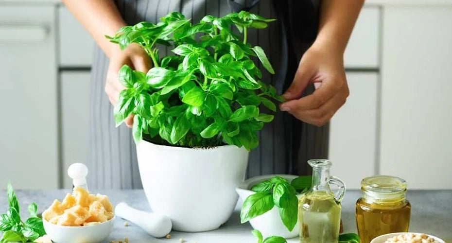 how to grow basil indoors