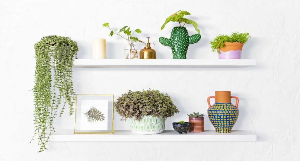 10 Tips for Making Your Plant Shelves Look Beautiful and Stylish