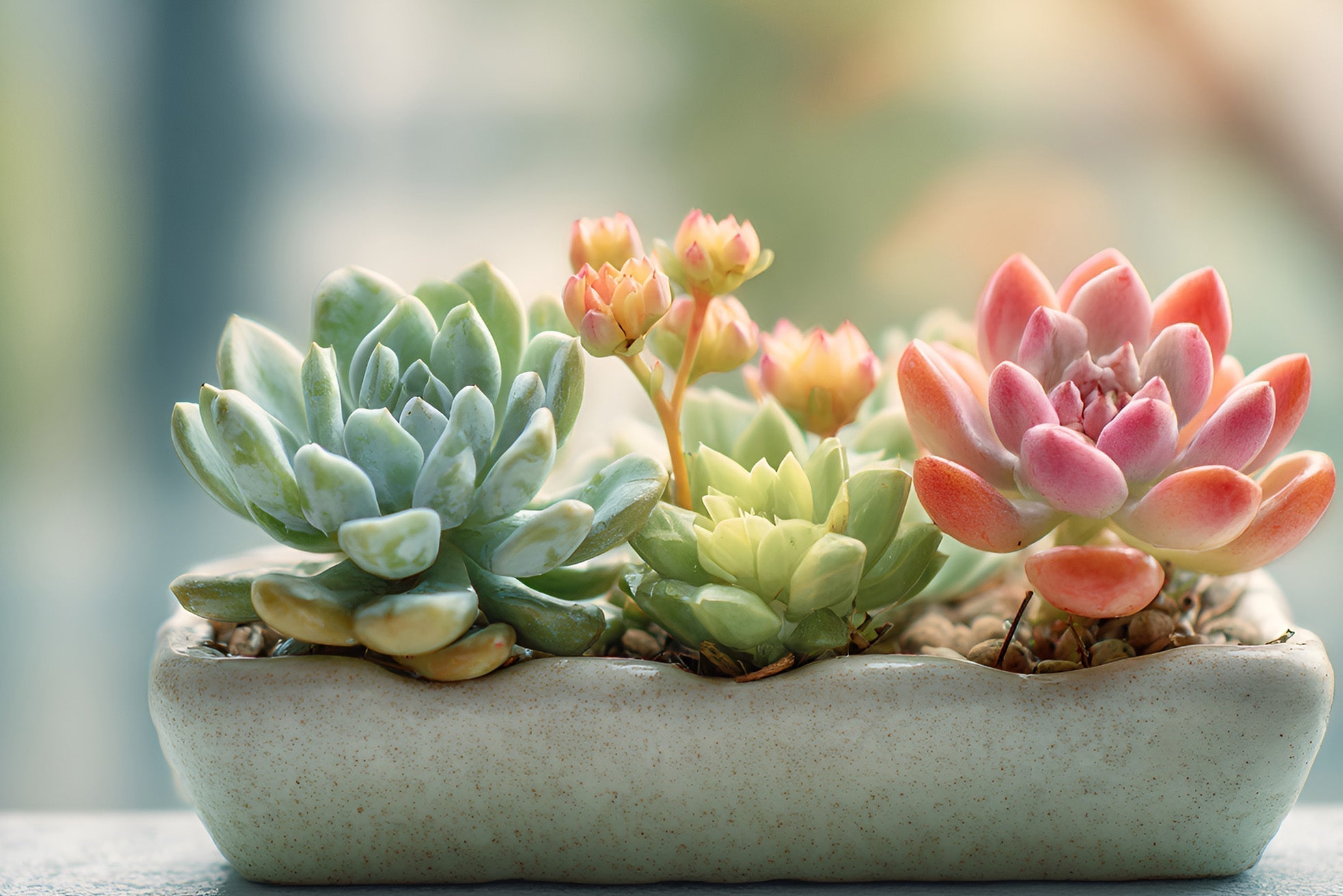 Say Goodbye to Stretchy Succulents: The Final Grow Light Guide Before Summer Dormancy