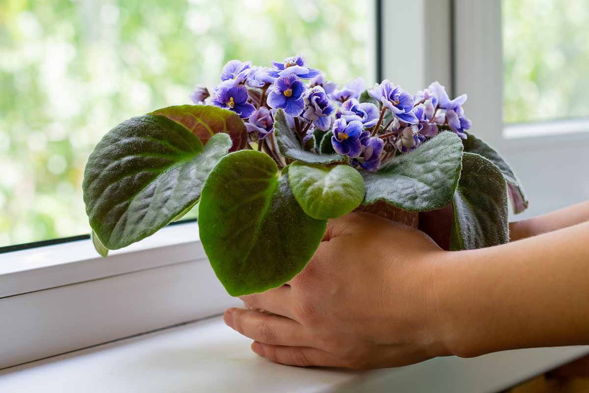 Optimal Lighting Tips for African Violets: Cultivate Vibrant Growth