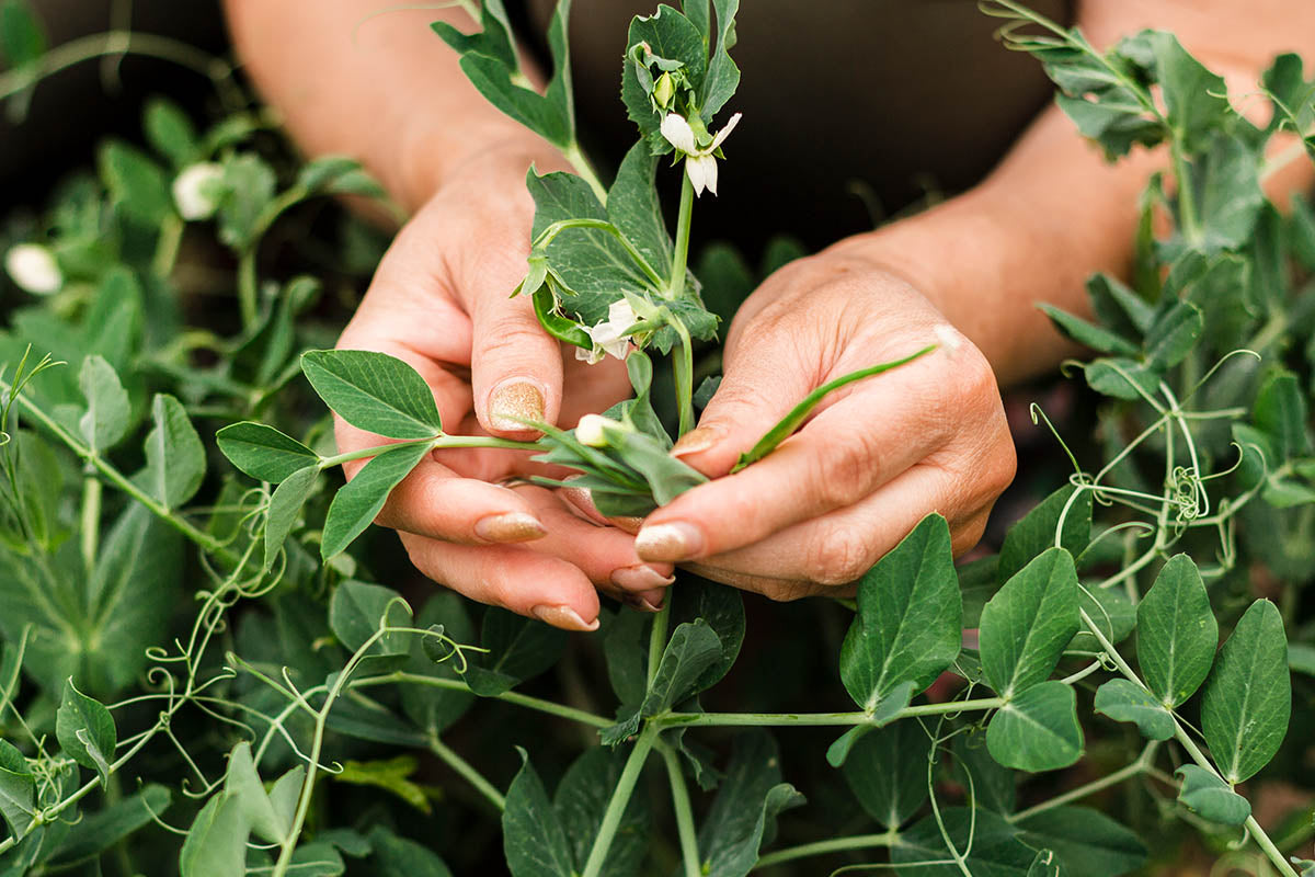 Start Sweet Peas from Seed