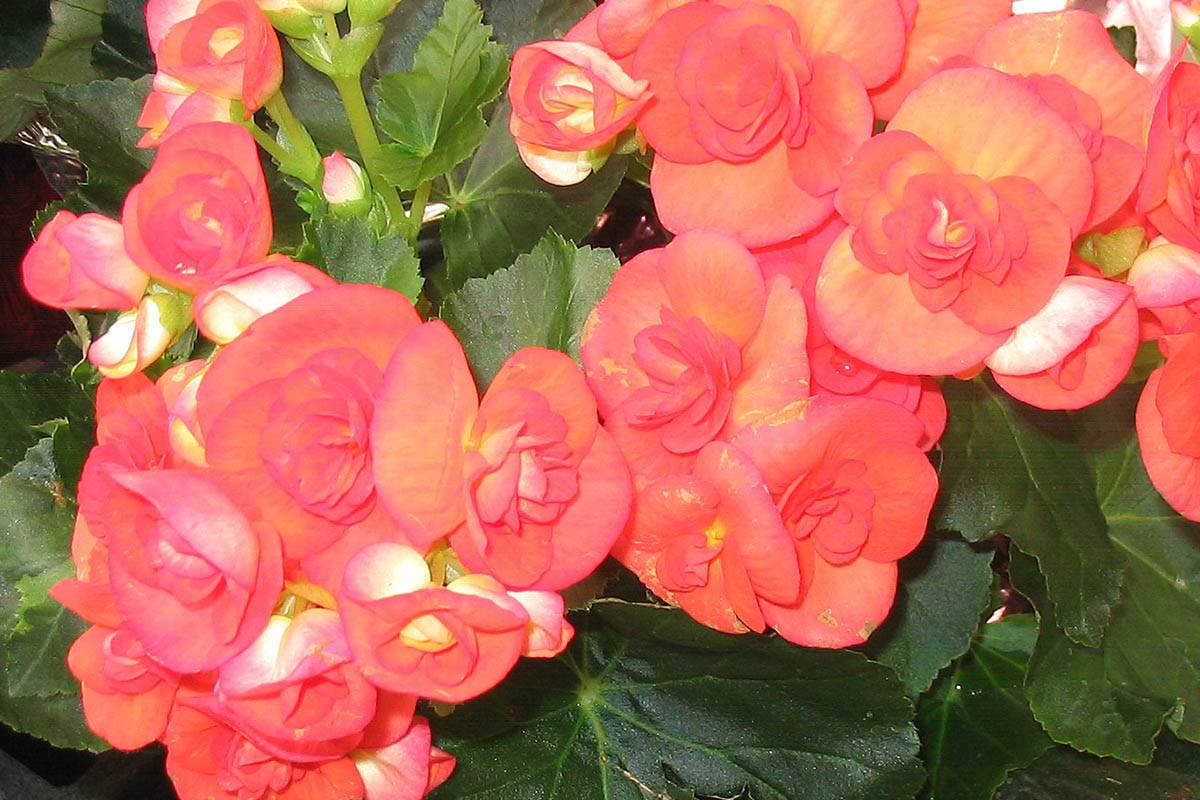 Tuberous Begonias: From Indoor Sprouts to Summer Giants