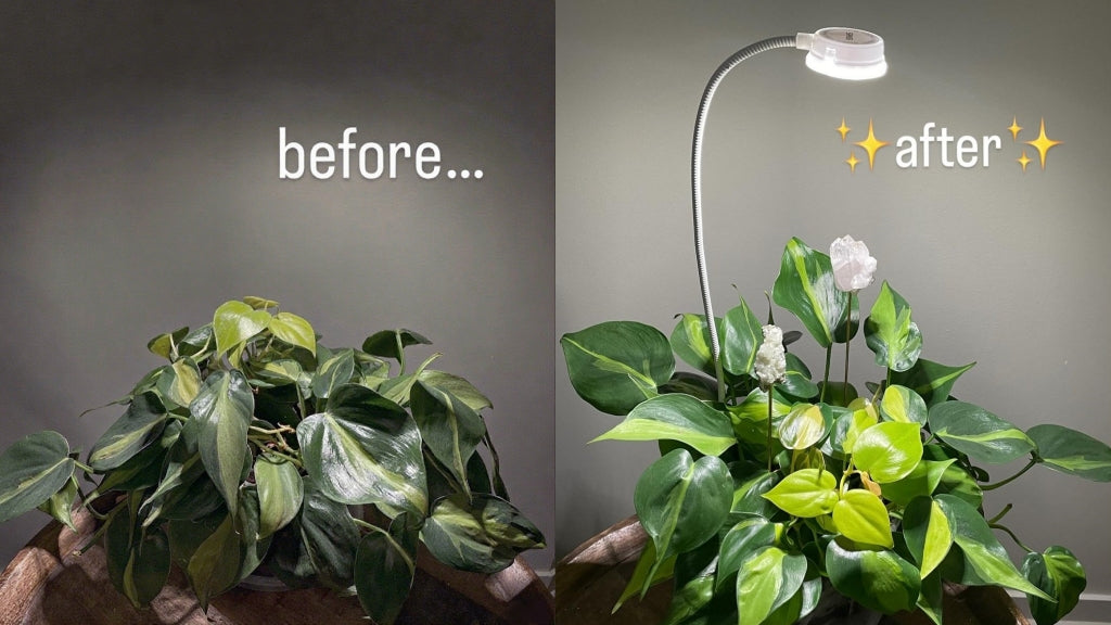 Is Your Plant Secretly Sad? The Indoor Light Fix Every Plant Parent Needs!