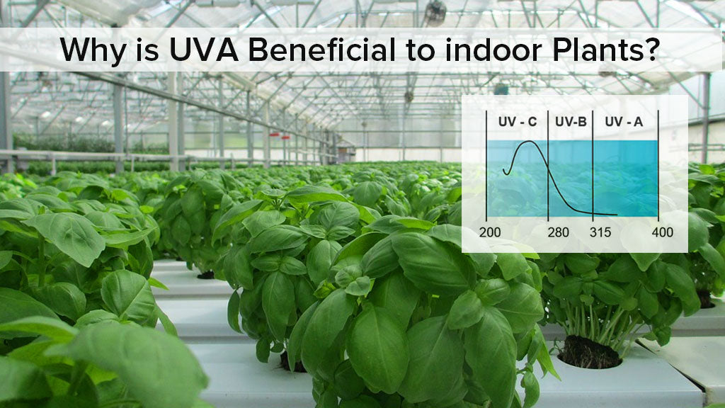 Why is UVA Beneficial to Indoor Grows?