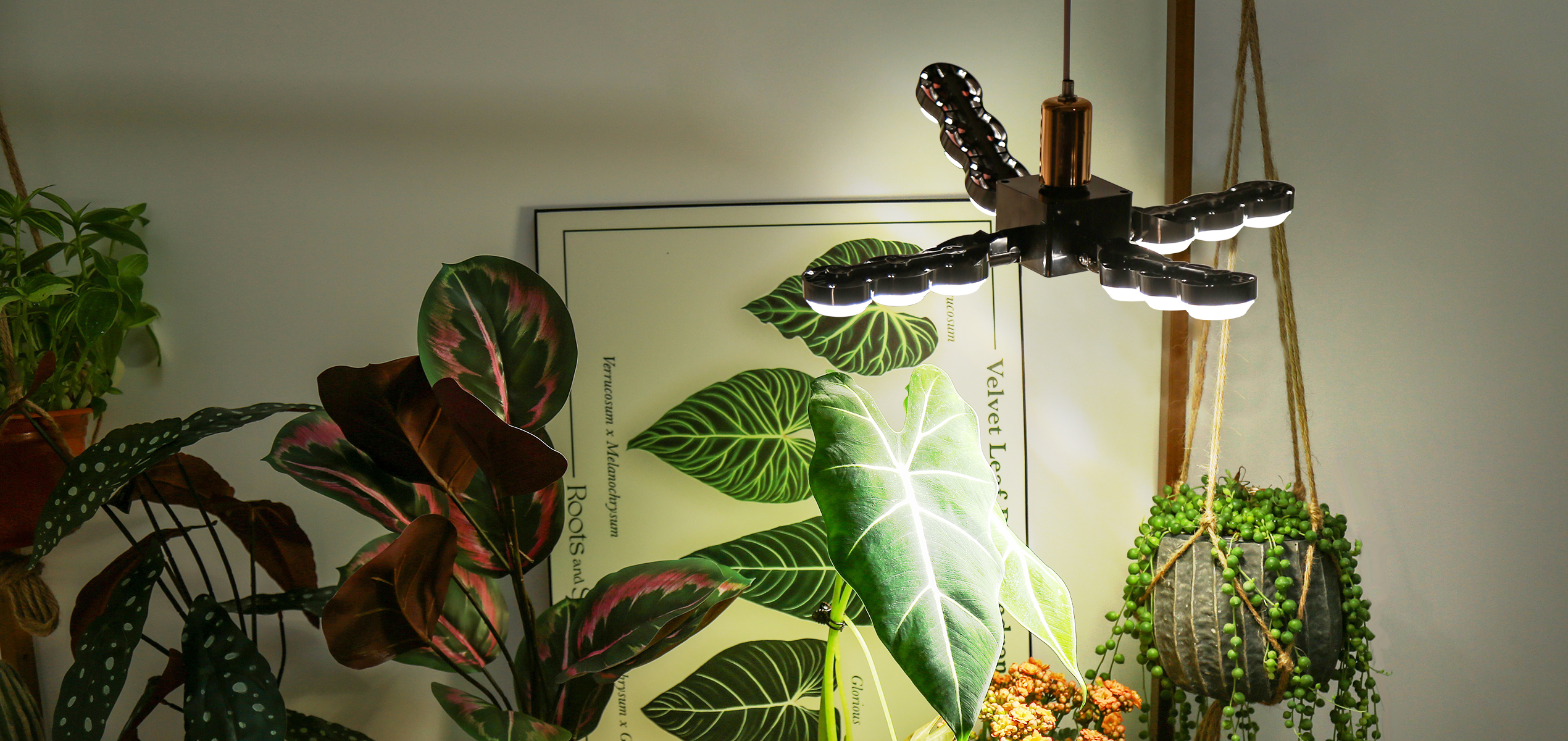 Full-Spectrum vs. Red/Blue Grow Lights: Which Is Truly Better for Your Home Plants?