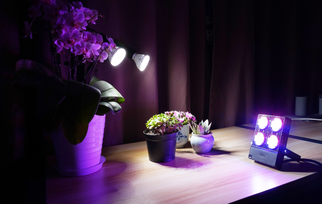 2 Steps to Decorate Your Plants this Christmas——Vibrant plants + Ambient lights
