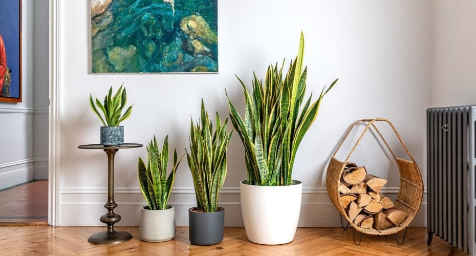 Top 10 Houseplants for a Vibrant Summer