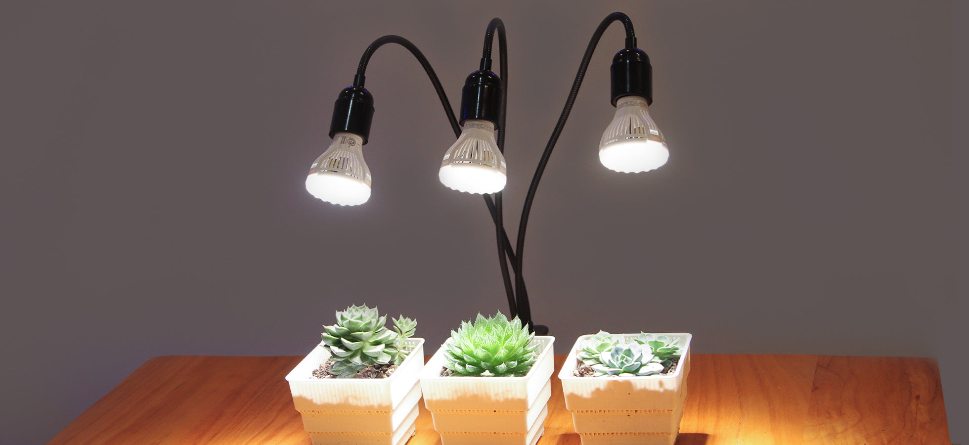 30W Adjustable 3-Head Clip-on LED Grow Light is clipped on the table, the light of the bulbs is on a pot of succulence, succulence grows healthily under the light of the lamps.