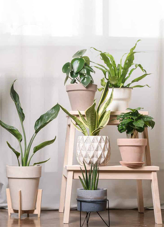 Full Spectrum Light for Indoor Plants：Daylight White increase light intensity and enhance photosynthesis,it is similar to the natural sunlight and ideal for all sorts of indoor plants at all growth stage.