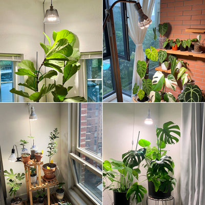 BR30 40W LED-Pflanzenlampe mit Fernbedienung