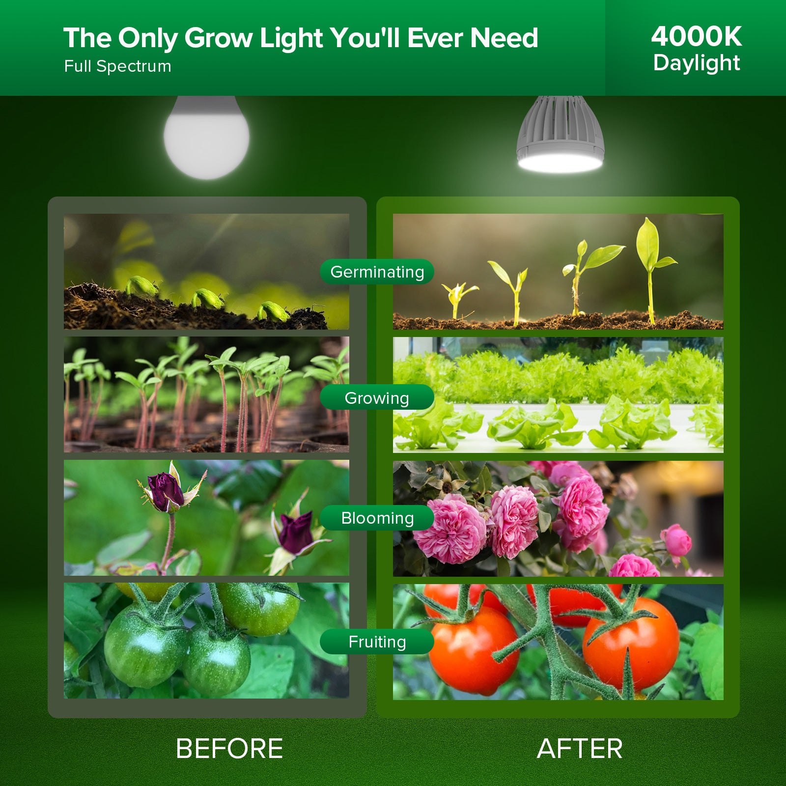 PAR25 24W LED Grow Light Bulb for Seeds and Greens with 4000K daylight