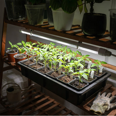 Lampada LED per la coltivazione SANSI T8 25W