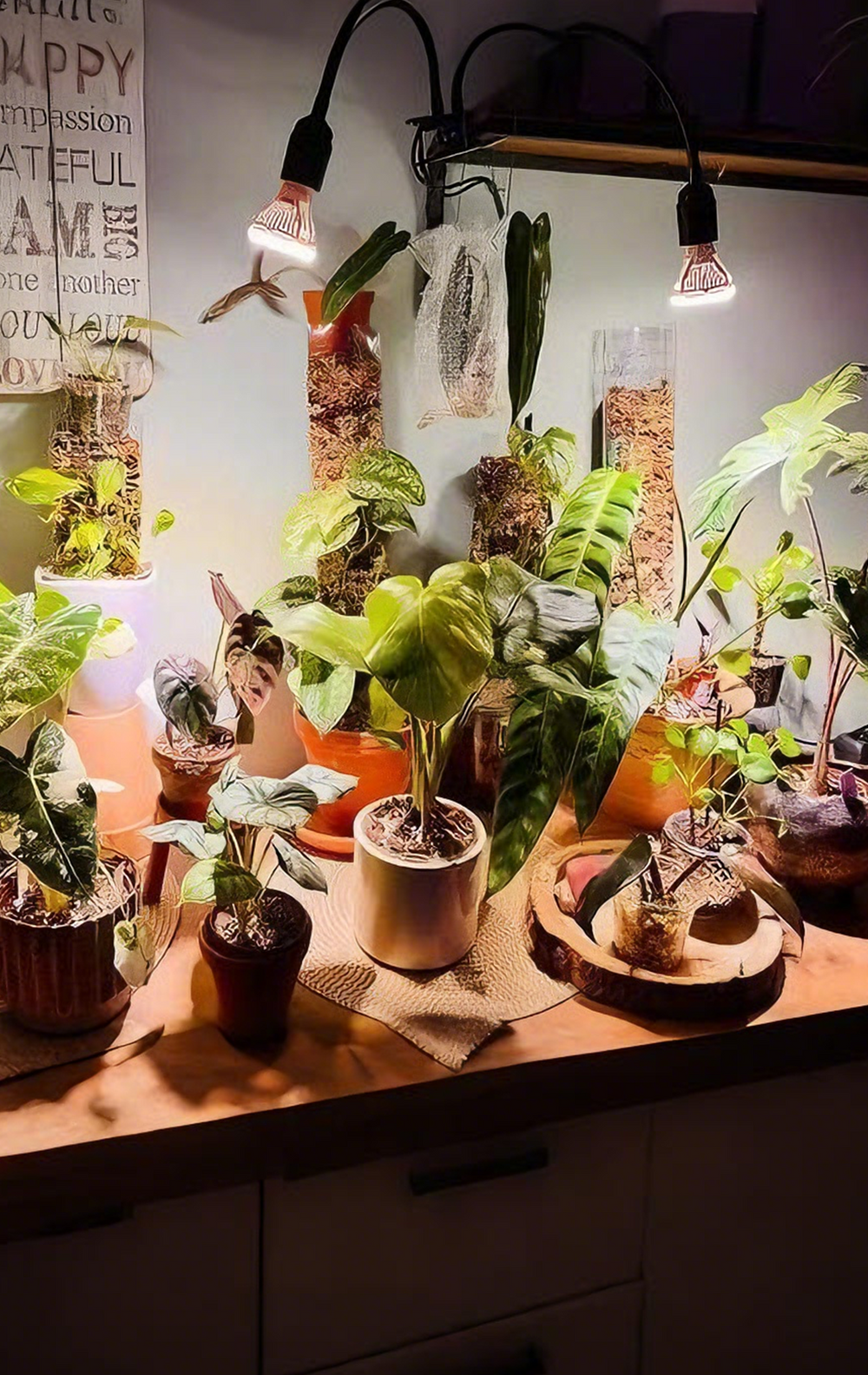 SANSI PAR20 5W LED Grow Light Bulb with Remote Control – SANSI