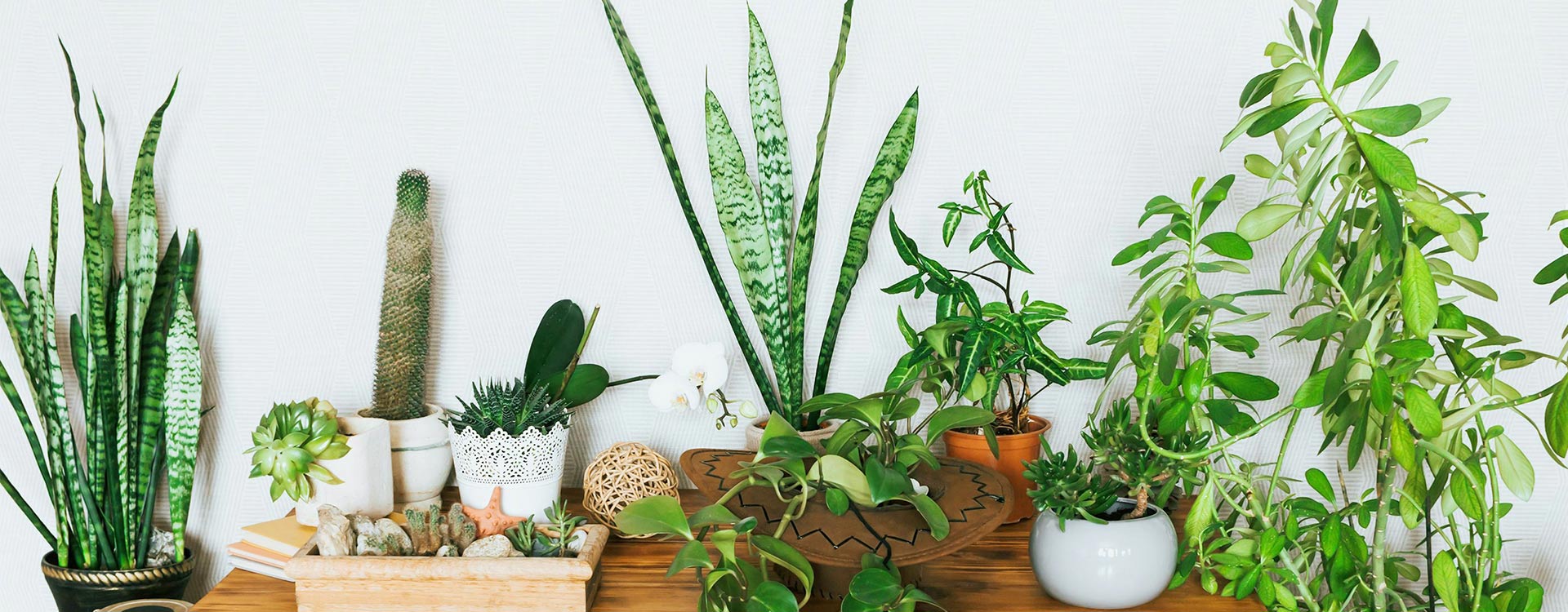 Indoor plant scene.