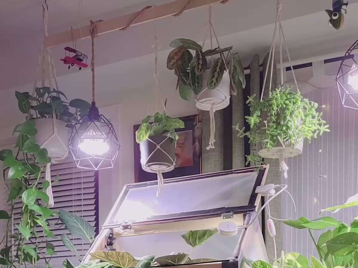 Video laden: <p>SANSI plant lights use full-spectrum natural light (similar to sunlight) which provides a more comfortable viewing experience compared to red-blue light spectra. Moreover, it effectively reduces the harmful effects of blue light on the eyes.</p>